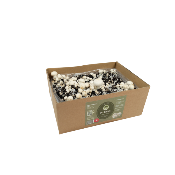 Hiwago Champignons Weiß M - Champignon selber züchten