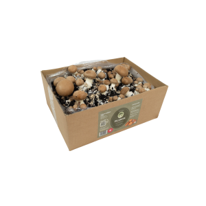 Hiwago Champignons - Braune Champignon selber züchten