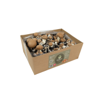 Hiwago Champignons - Braune Champignon selber züchten